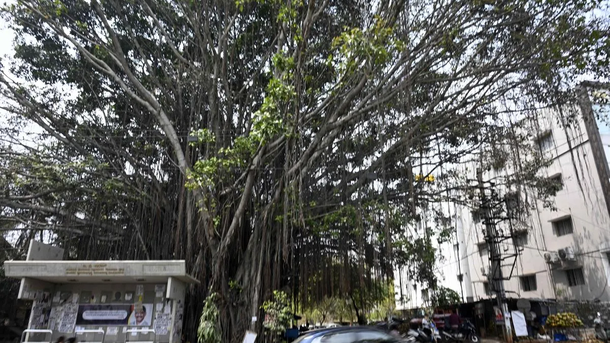 463 trees of 34 species: Cost of Orange Line Metro realignment in Nagarabhavi 