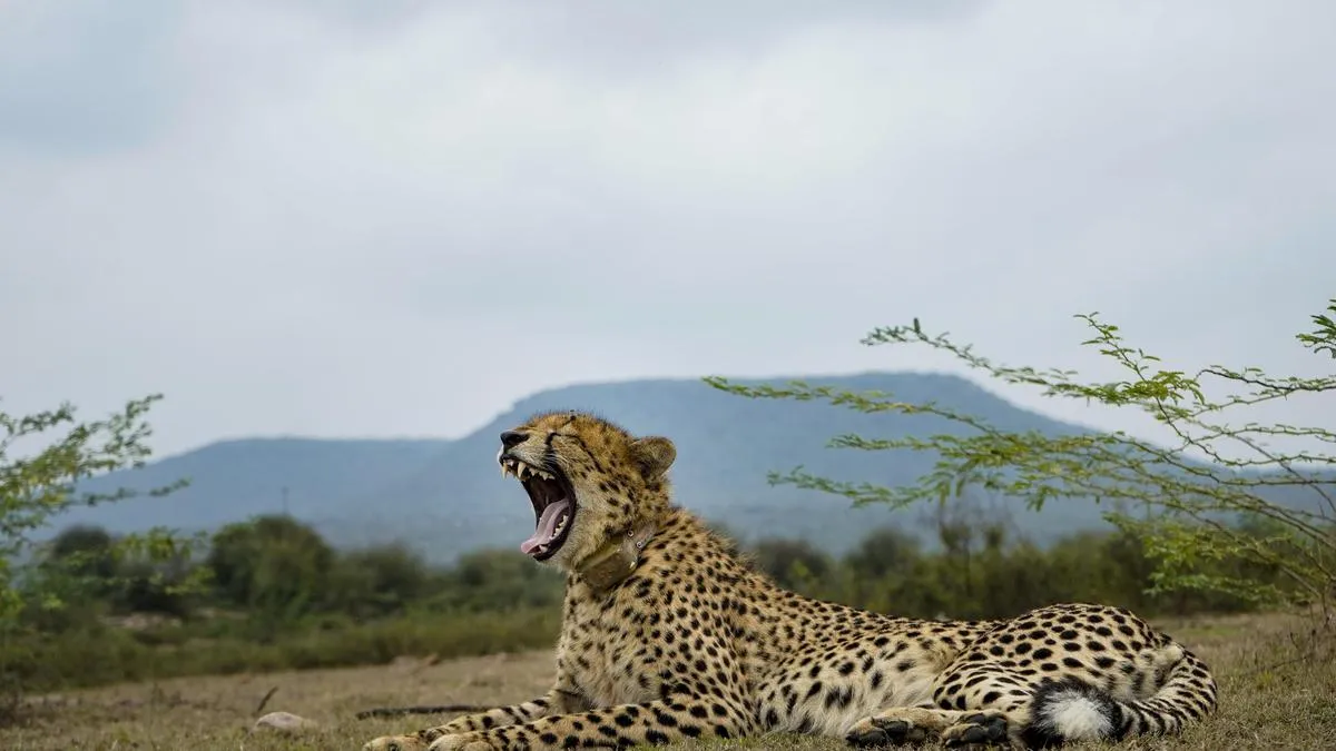 8 cheetahs from Africa to arrive at M.P.'s Kuno National Park on Saturday