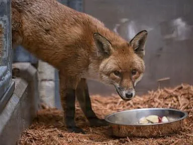  A red fox stows away on a cargo ship, traveling from England to US