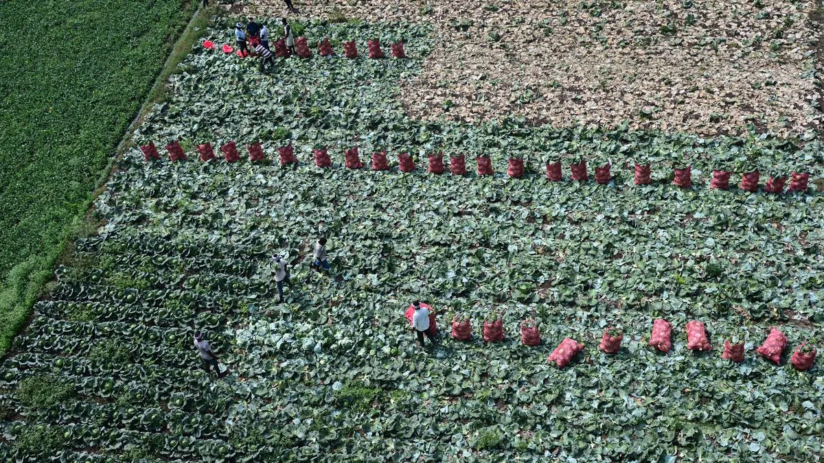 Andhra Pradesh farmers face double trouble due to West Asia war and El Nino