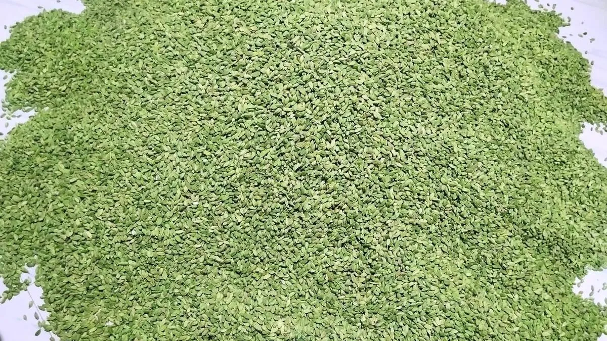 As war in West Asia intensifies, cardamom prices take a hit