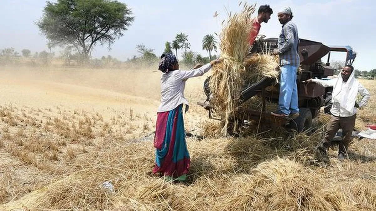 Government fixes wheat procurement target at 30.3mn tonne for 2026-27