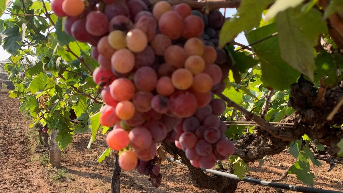 Grape Festival in Rajendranagar for farmers on March 7