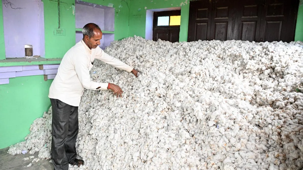 Haryana&rsquo;s cotton farms holding on by a thread - TownLive News