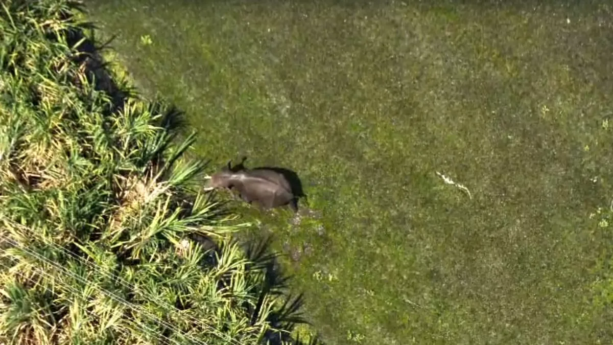 Lone elephant driven back into forest after 48-hour operation in Erode