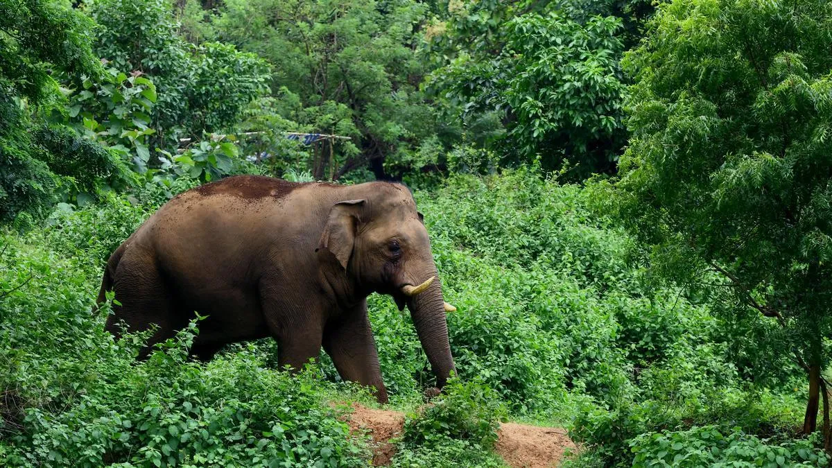 Man killed in wild elephant attack at Aralam farm in Kerala&rsquo;s Kannur