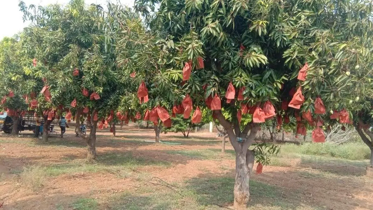 Mango covers in demand as Kadapa farmers expect decent yield