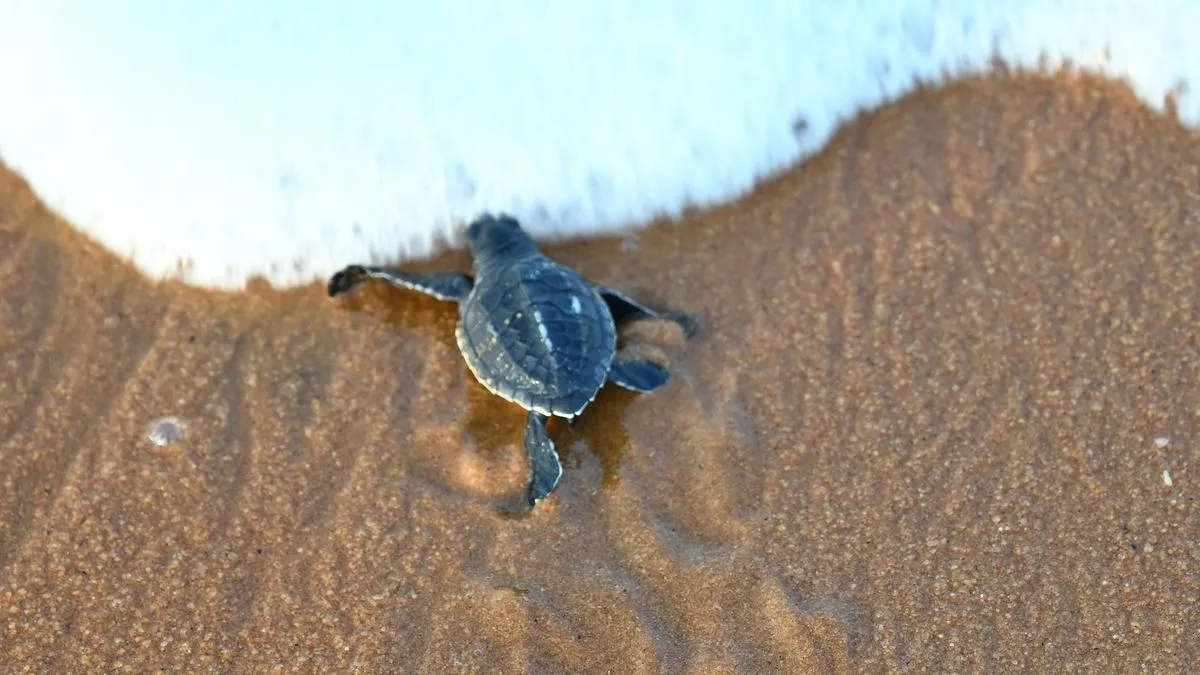 Meet the people powering Kerala&rsquo;s marine turtle conservation 