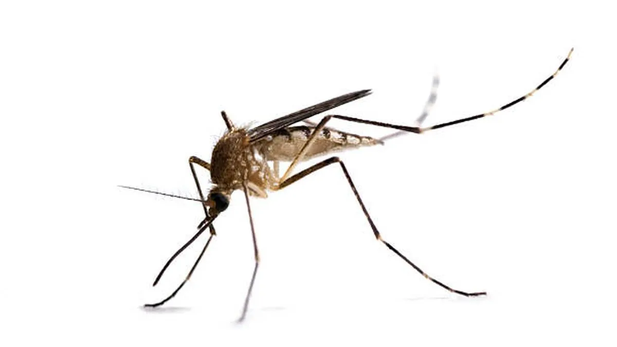 Mosquitoes began biting hominins 1.8 million years ago, study says