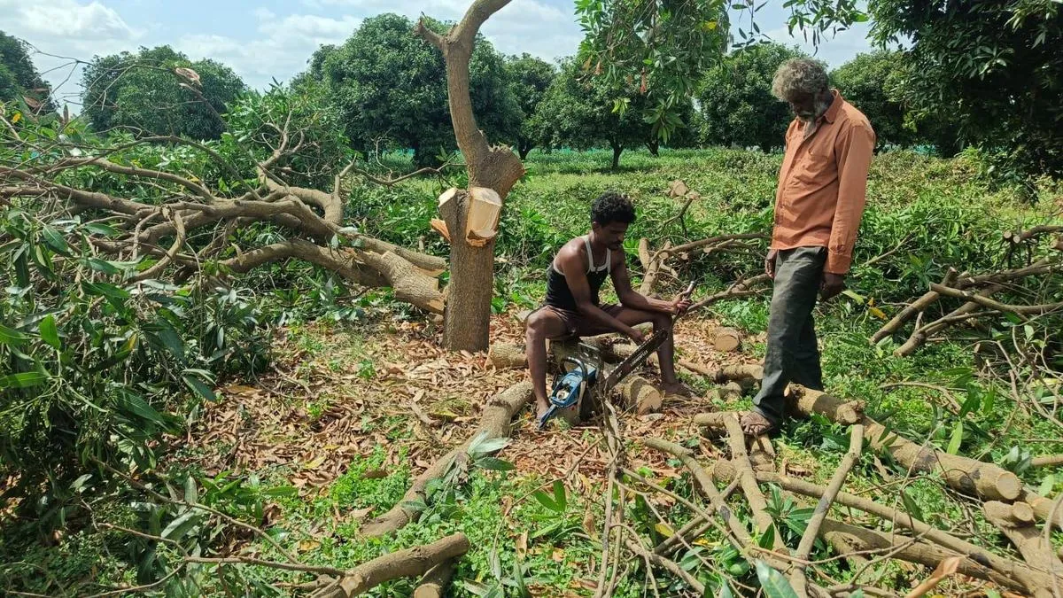 Mounting losses force farmers in Karnataka&rsquo;s Kolar district to chop down mango trees