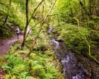 Nearly three-quarters of England&rsquo;s woods inaccessible to public, study finds