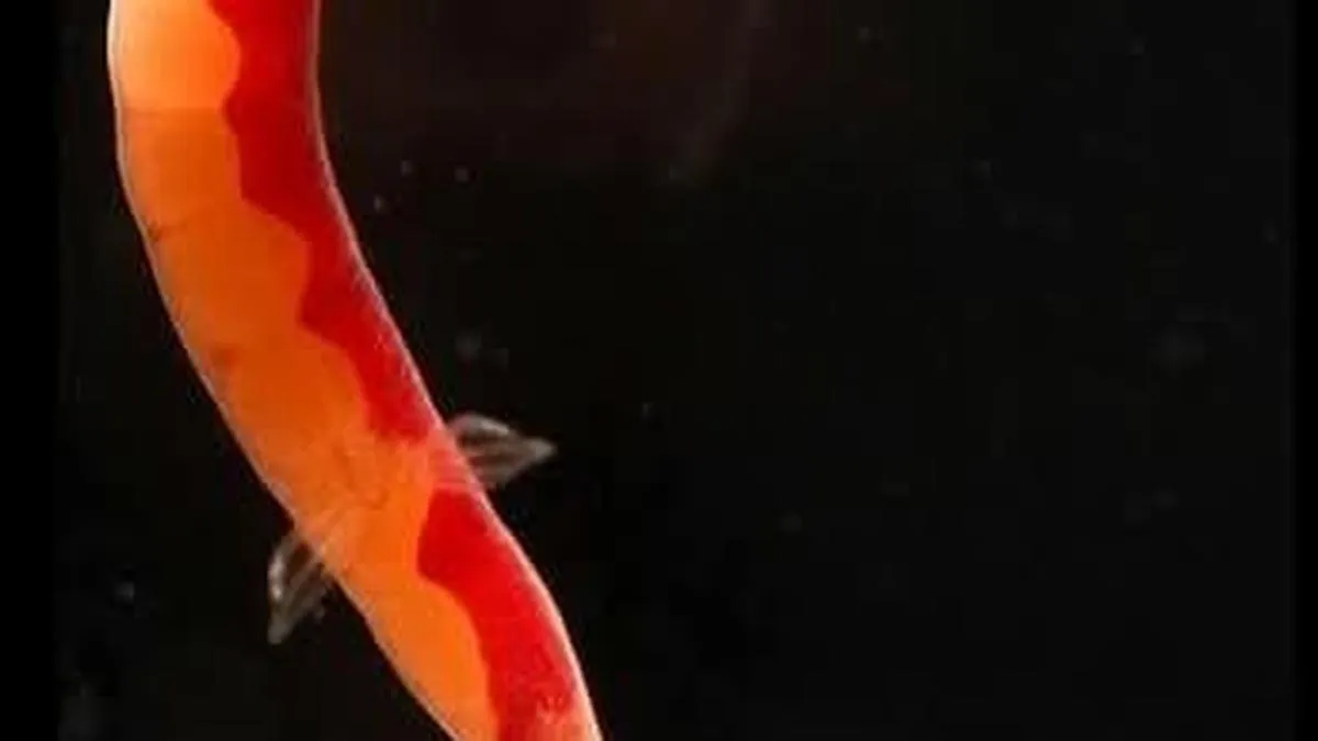 New genus and species of blind miniature fish discovered in Assam