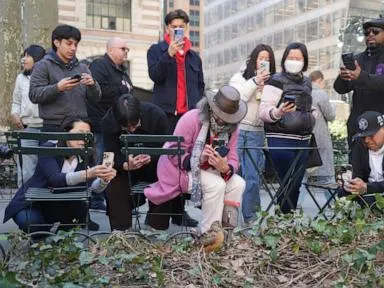  New Yorkers flock to Manhattan park for lovable woodcocks' bobbing strut