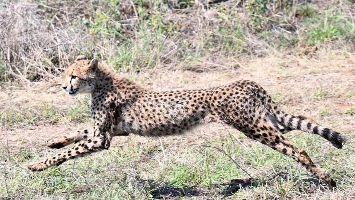 Nine cheetahs from Botswana arrive at Madhya Pradesh's Kuno National Park