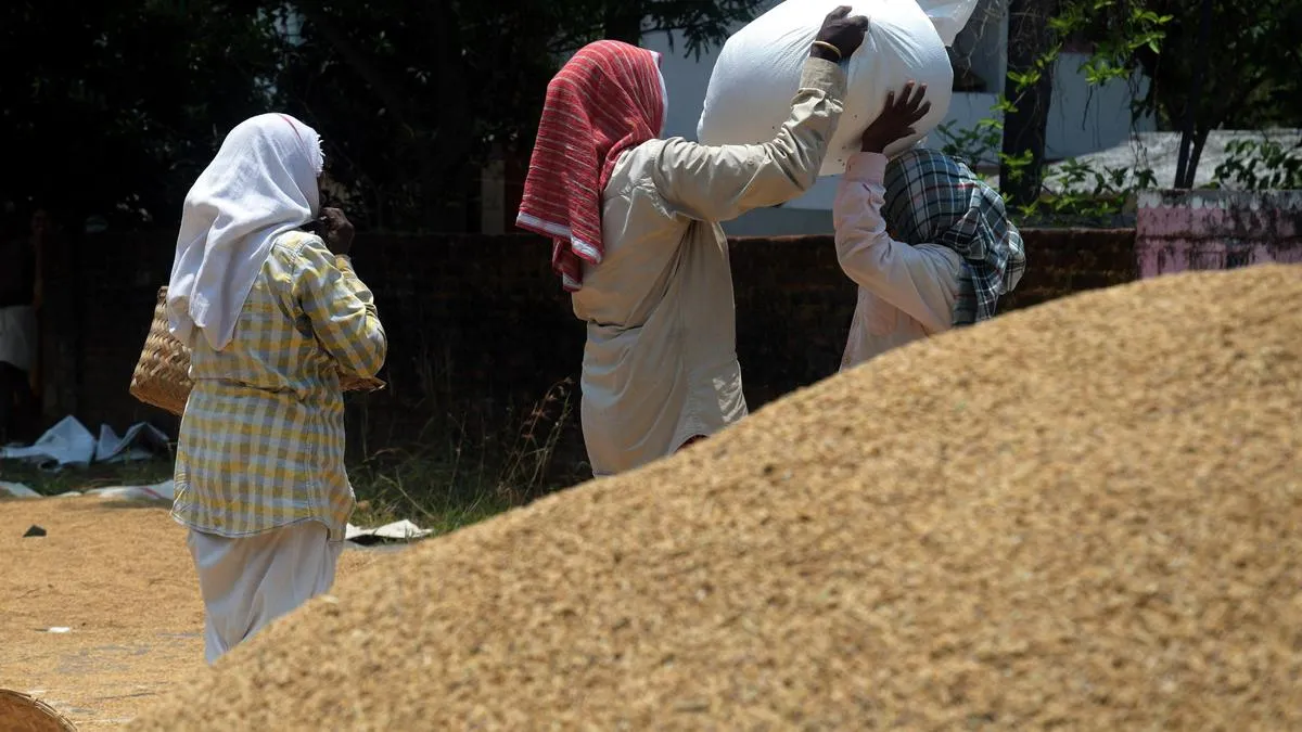 Paddy procurement chaos deepens in Palakkad