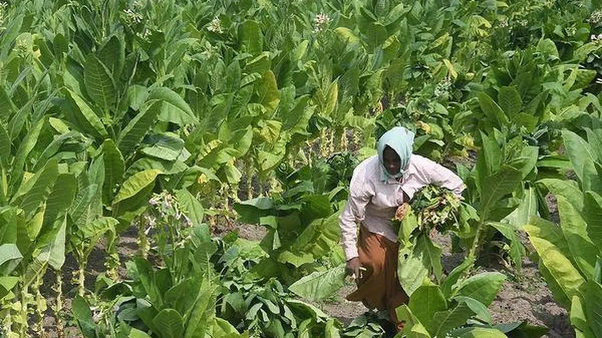 Price crash: Tobacco Board to meet in Mysuru on Monday