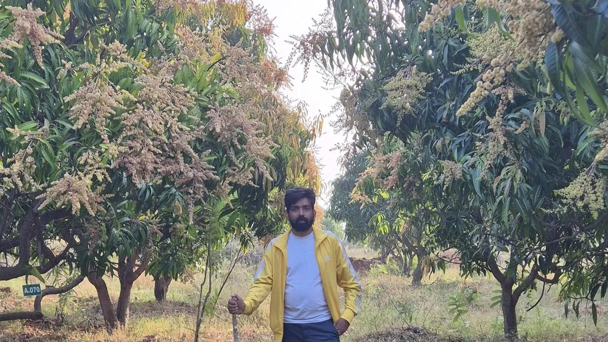 Rent a Tree, an agri-startup from Kochi, provides mango trees for lease across India