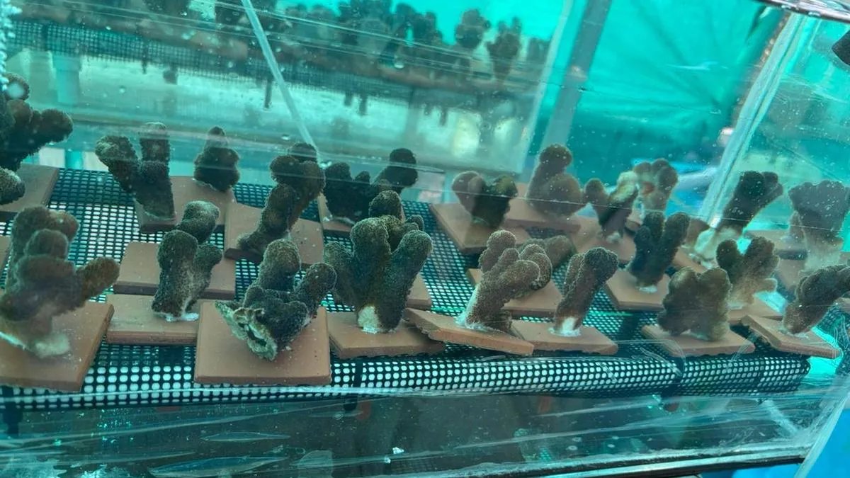Researchers in Kerala try out land-based nurseries for coral conservation