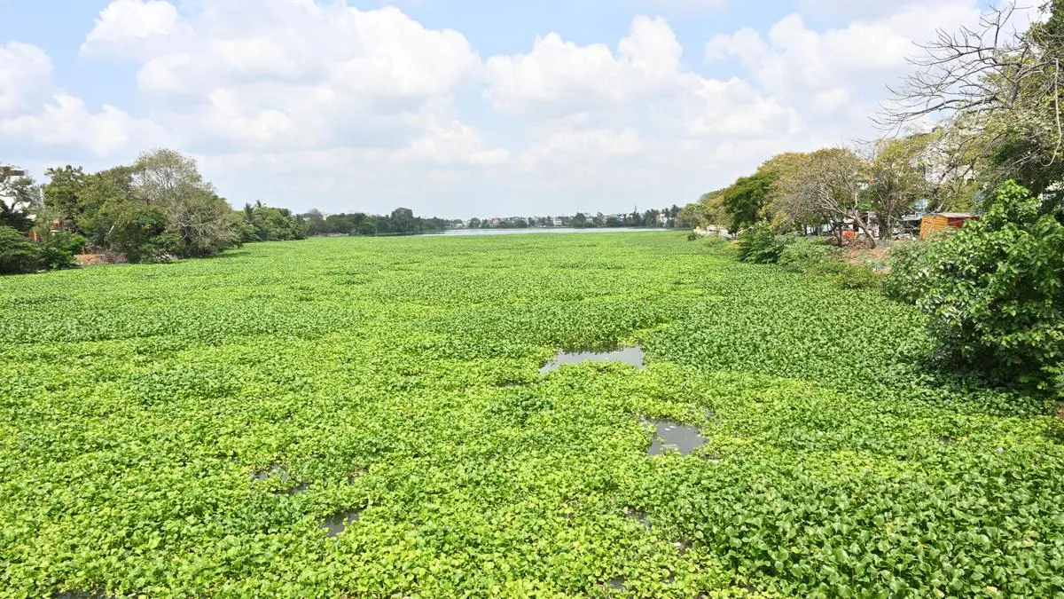Residents demand desilting of Velachery lake as flooding, infra issues remain major concerns