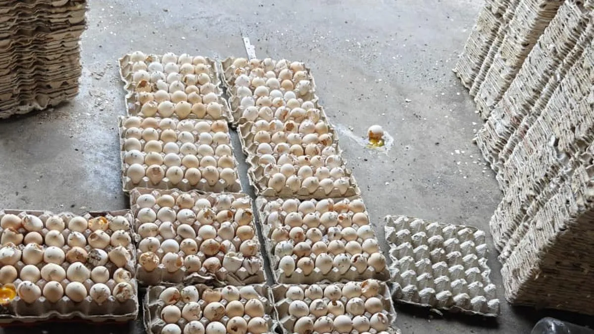 Rotten eggs used to make cakes and donuts, low-quality coconut powder repackaged; illegal food units busted in Hyderabad - TownLive News