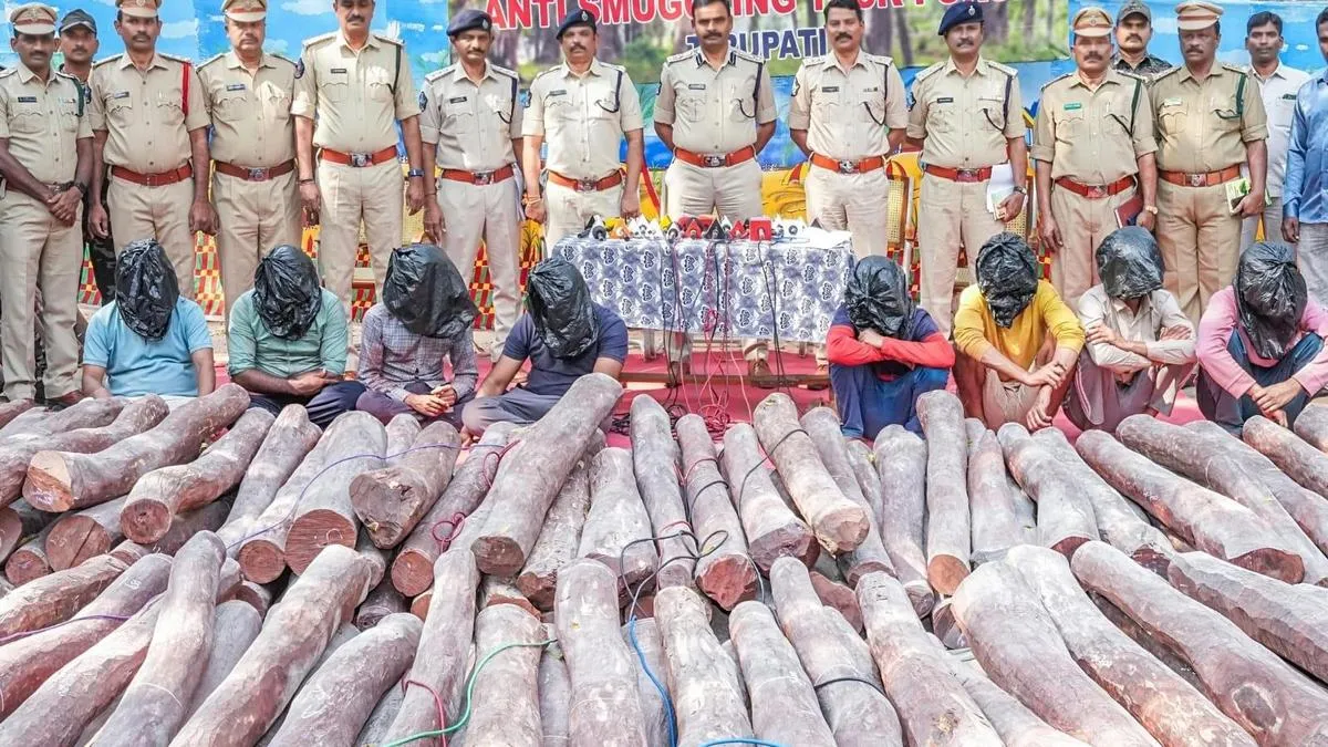RSASTF seizes red sanders logs worth ₹5 crore