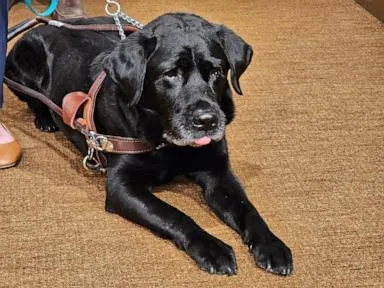  Service dog named Alfred sparks Lyft settlement in Minnesota with nationwide reach