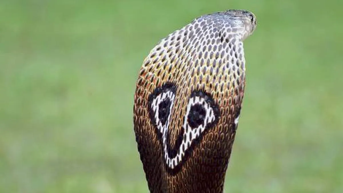 Shivamogga reports most cases and Koppal most deaths, as Karnataka sees sharp rise in snakebites