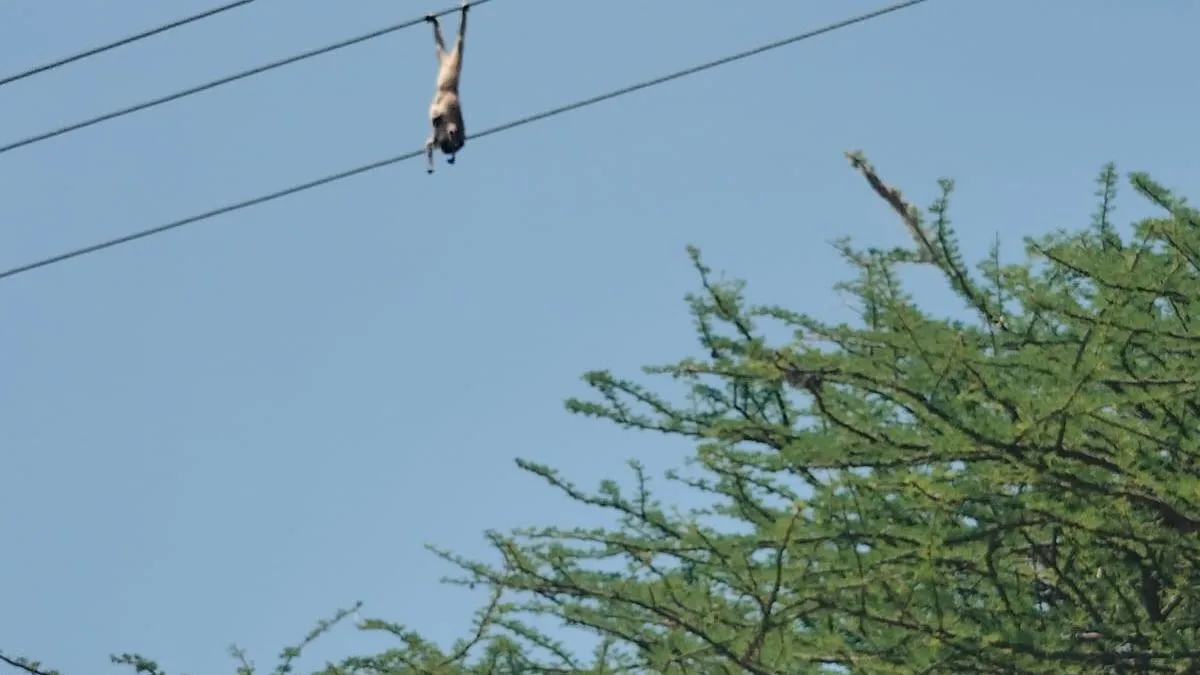 Slender loris electrocuted on power line near Dindigul