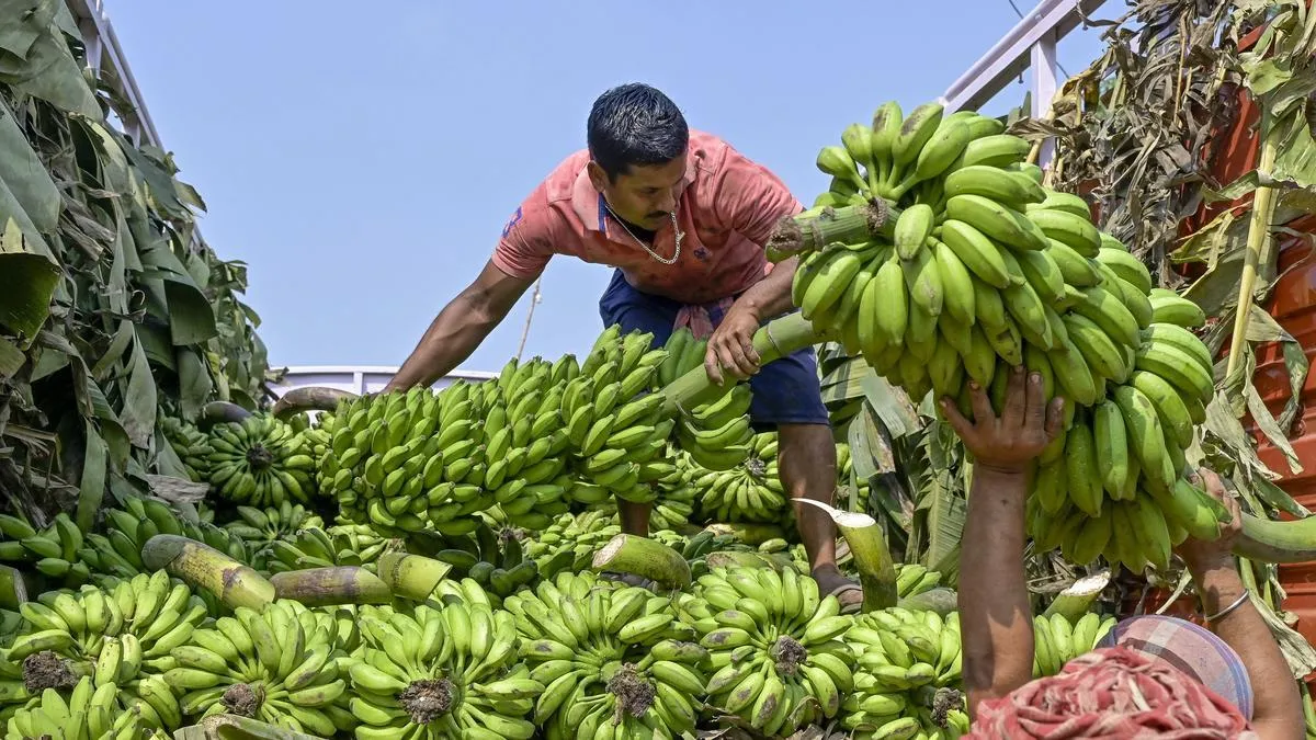 Study finds climate-resilient traits in wild &lsquo;Sikkim banana&rsquo;