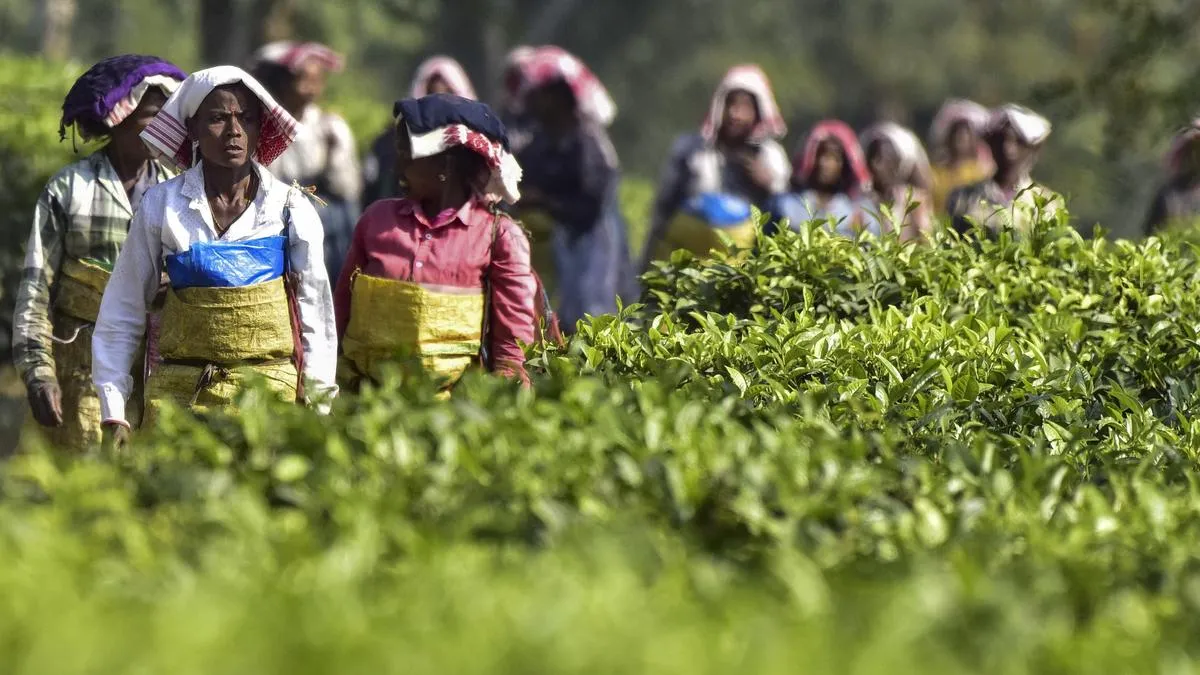 Tea body seeks clarity on Assam land transfer policy for plantation workers