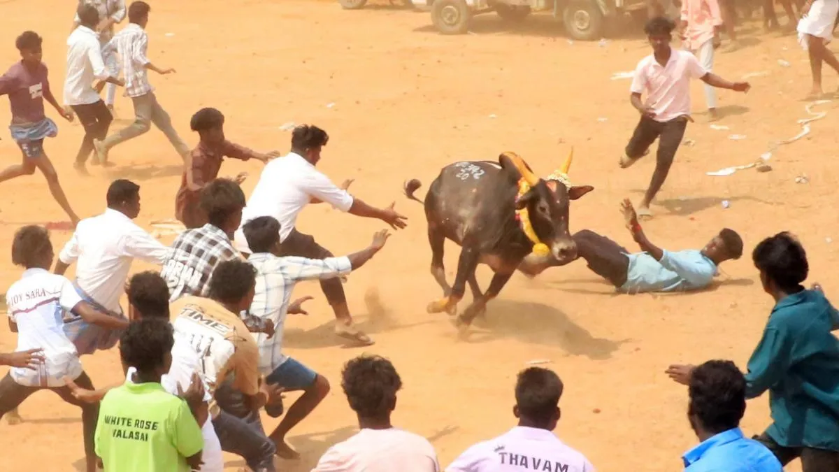 Three spectators gored to death by bulls during  manjuvirattu at Sivaganga in Tamil Nadu