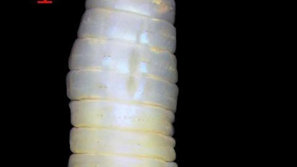 Two new earthworm species discovered in Silent Valley