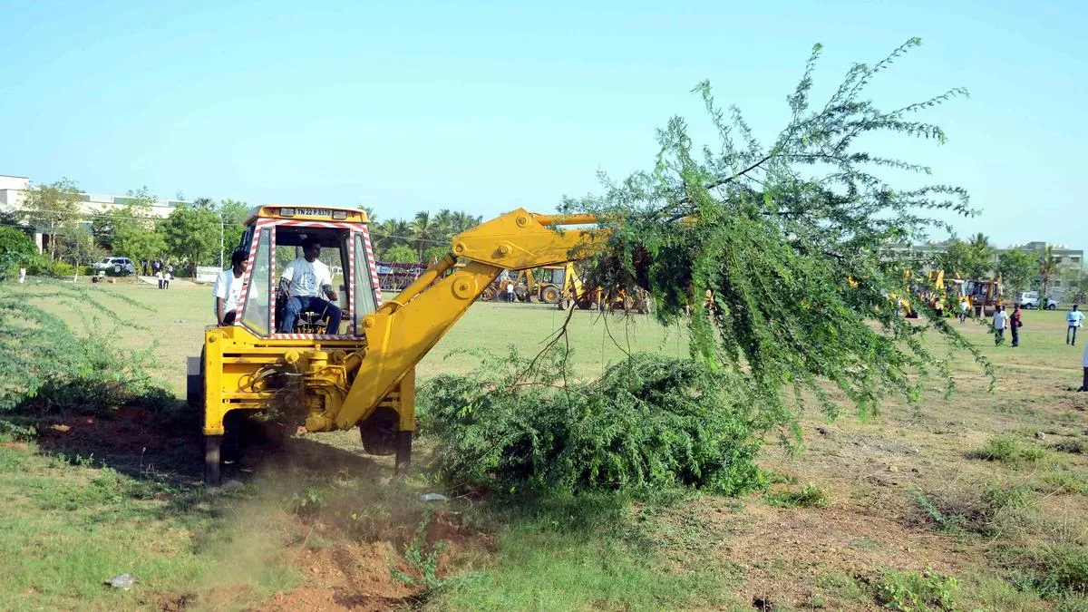 Why has Madras High Court ordered eradication of seemai karuvelam? | Explained