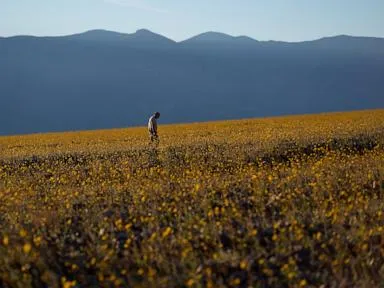  Wildflowers are blooming in the driest place in North America &mdash; but not for long